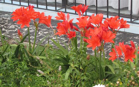 Plantas para un jardín o balcón con mucho sol | El Blog ...