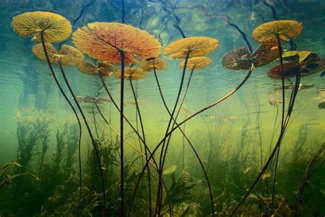 PLANTAS: Plantas acuáticas