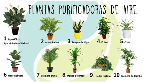 Plantas purificadoras de aire   Blog de ifeel maps