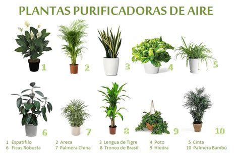 Plantas purificadoras de aire para interior: ¿Cuáles son ...