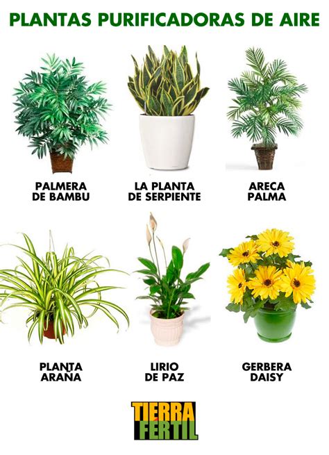 Plantas purificadoras de aire | Tierra Fértil | Pinterest ...