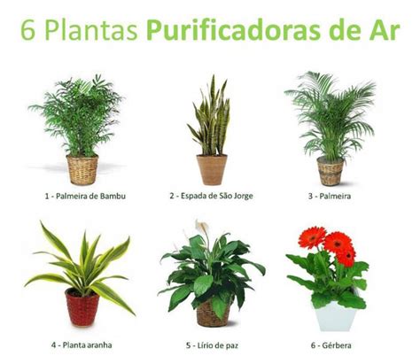 Plantas purificadoras de ar, o melhor que podes ter em tua ...