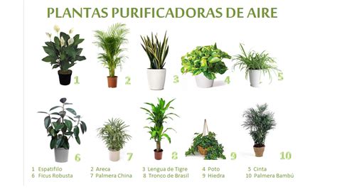 Plantas que limpian el aire de tu casa   Interflora