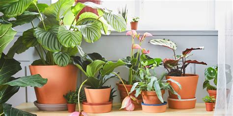 Plantas que nunca debes tener en tu jardín | Interiores ...