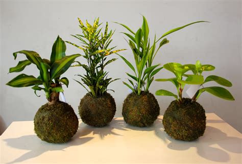 Plantas que pueden cultivarse en kokedamas Plantas ...