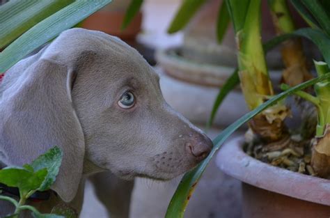Plantas tóxicas para cães e gatos   quais são elas?