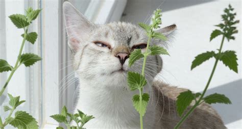 Plantas tóxicas para los gatos. MundoGatos.com