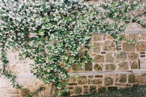 Plantas trepadoras con flor   Decogarden