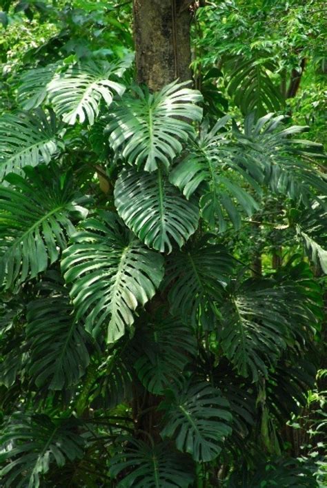 Plantas tropicales | Plantas
