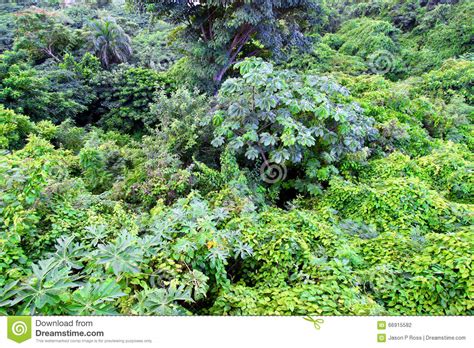 Plantas Tropicales Puerto Rico Foto de archivo   Imagen ...
