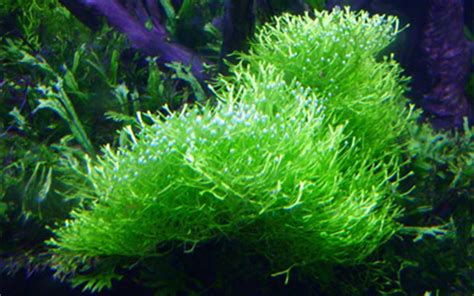 plantas y algas marinas – creciendoentreflores