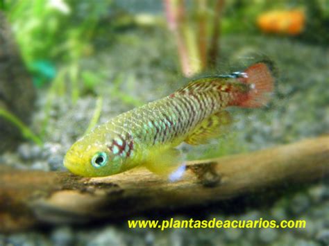 Plantasdeacuarios.com, Especialistas en plantas de acuarios