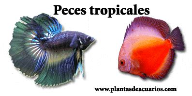 Plantasdeacuarios.com, Especialistas en plantas de acuarios