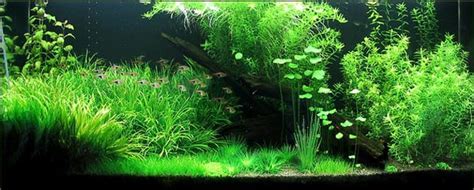 Planted Aquarium Fertilizer   Home