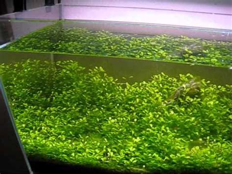 Planted Aquarium fish tank glossostigma HC riccia   YouTube
