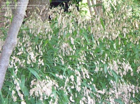 PlantFiles Pictures: Northern Sea Oats, Spangle Grass ...