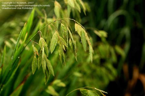 PlantFiles Pictures: Northern Sea Oats, Spangle Grass ...