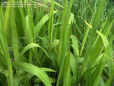 PlantFiles Pictures: Northern Sea Oats, Spangle Grass ...