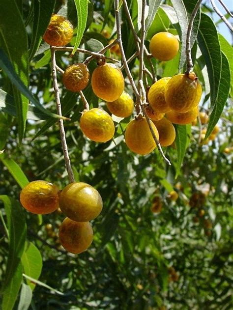 PlantFiles Pictures: Western Soapberry  Sapindus saponaria ...
