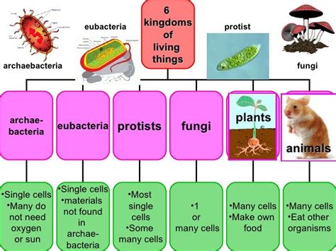plants animals archaebacteria protist 6 kingdoms of living ...