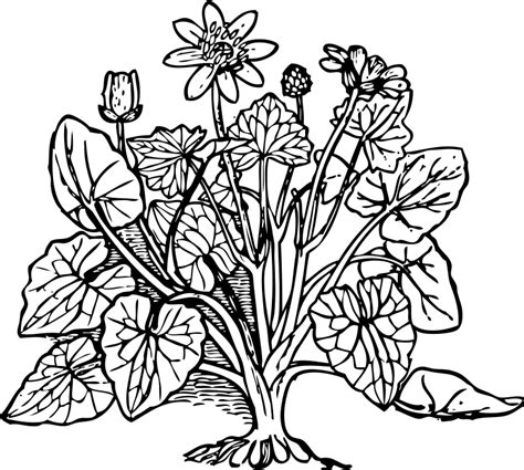 Plants Coloring Page   Coloring Home