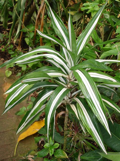 Plants & Flowers » Dracaena deremensis