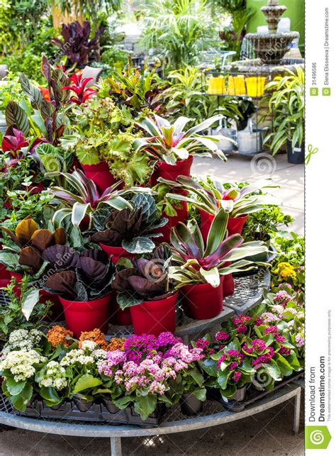 Plants for sale in nursery stock photo. Image of assorted ...