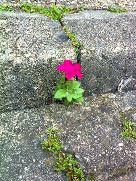 plants growing out of concrete |  Still growing strong ...