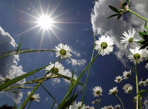 Plants In Direct Sun: What Plants Enjoy Full Sun