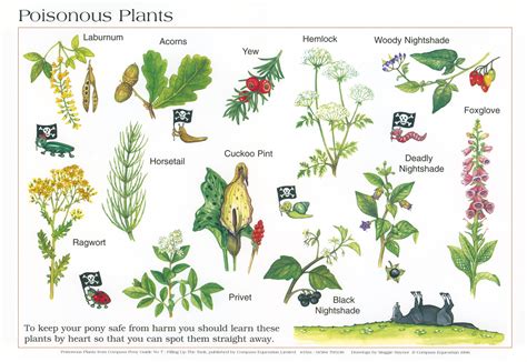 Plants Poisonous for Humans   Bing images