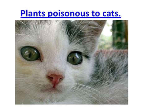 Plants poisonous to cats