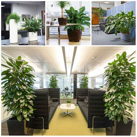 Plants Suitable for Office