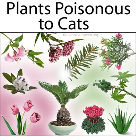 Plants Which Are Toxic/Poisonous to Cats   Going EverGreen
