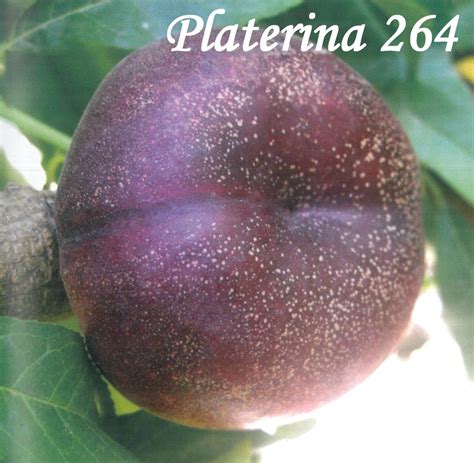 Platerina 264