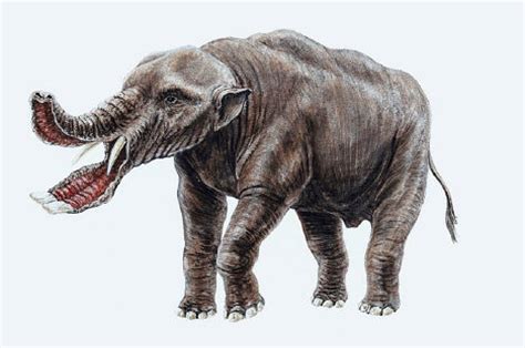 Platybelodon Facts   information about the extinct ...