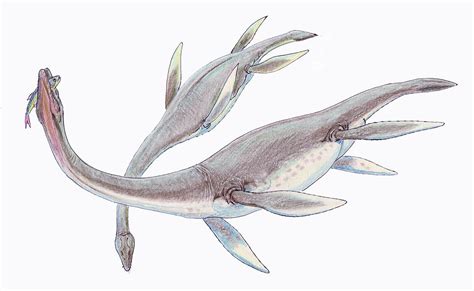 Plesiosauria   Wikipedia, la enciclopedia libre