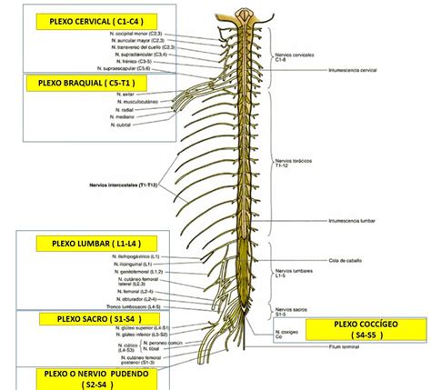 Plexos nerviosos que surgen de los nervios espinales ...