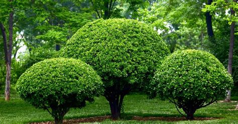 Podar arbustos y árboles en julio   Blog Verdecora