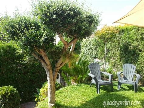 Podar un olivo con forma   Guia de jardin