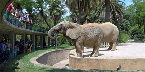 Podrien tancar el zoo de Barcelona