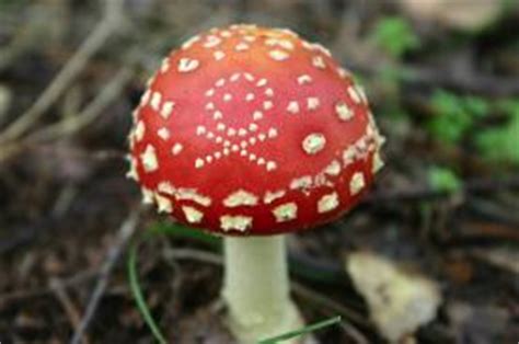 Poisonous Mushrooms: Some Facts, Myths, and Identification ...