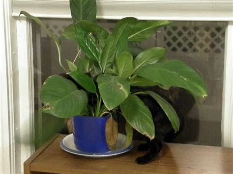 Poisonous Plants for Cats