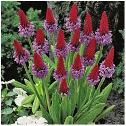 Poker Primrose Plant for Sale | Buy Garden Plants Online ...