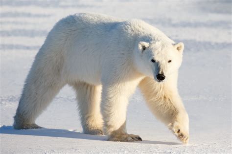 Polar Bear Facts & Conservation   Polar Bears International