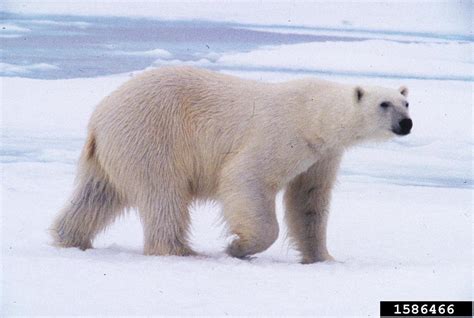 Polar Bear Images   Reverse Search