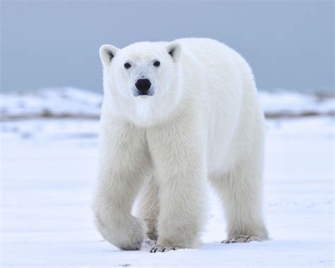 polar bear   More Photos