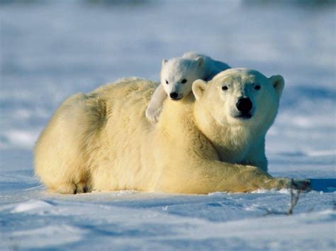 Polar Bears > Facts, Eat, Baby, Population, Endangered ...