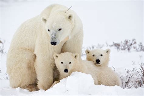 polar bears images Cute Polar Bear! ♡ HD wallpaper and ...