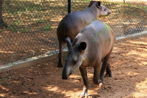 Police believe thieves steal Venezuela zoo animals to eat ...