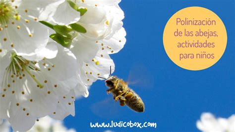 Polinización de las abejas: actividades para niños ...